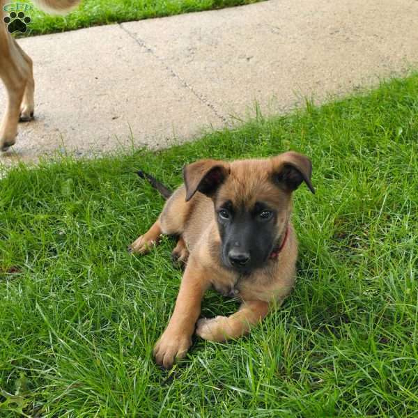 Diesel, Belgian Malinois Puppy